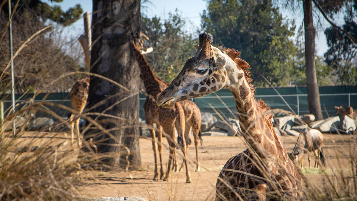 Like most siblings in the world, - Fresno Chaffee Zoo
