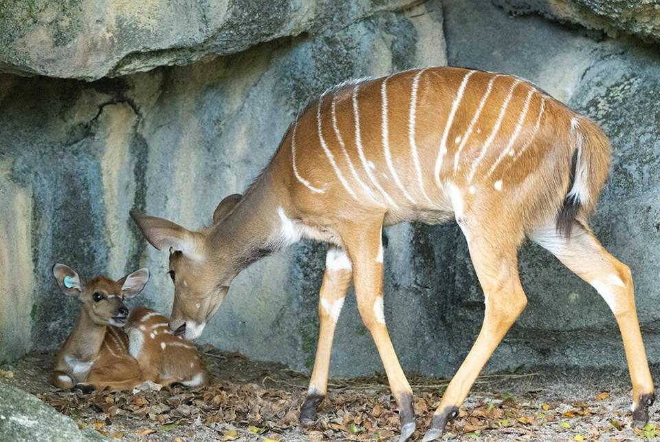 Zoo Miami está celebrando el nacimiento de una hembra y un macho Nyala y de un raro Giant Eland, de la especie de Antílopes.