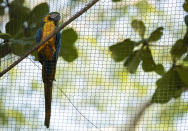 A blue-and-yellow macaw that zookeepers have named Juliet perches on the outside of an enclosure where captive macaws are kept at BioParque, in Rio de Janeiro, Brazil, Wednesday, May 5, 2021. Every morning for the last two decades, Juliet has appeared where macaws are kept. (AP Photo/Bruna Prado)