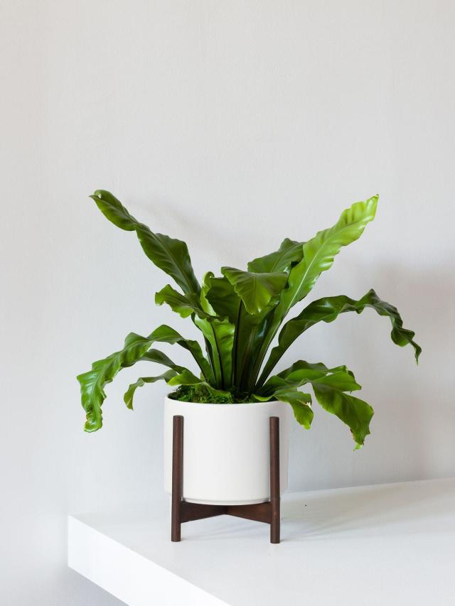 Prayer Plant in White Pot - The Bouqs Co.