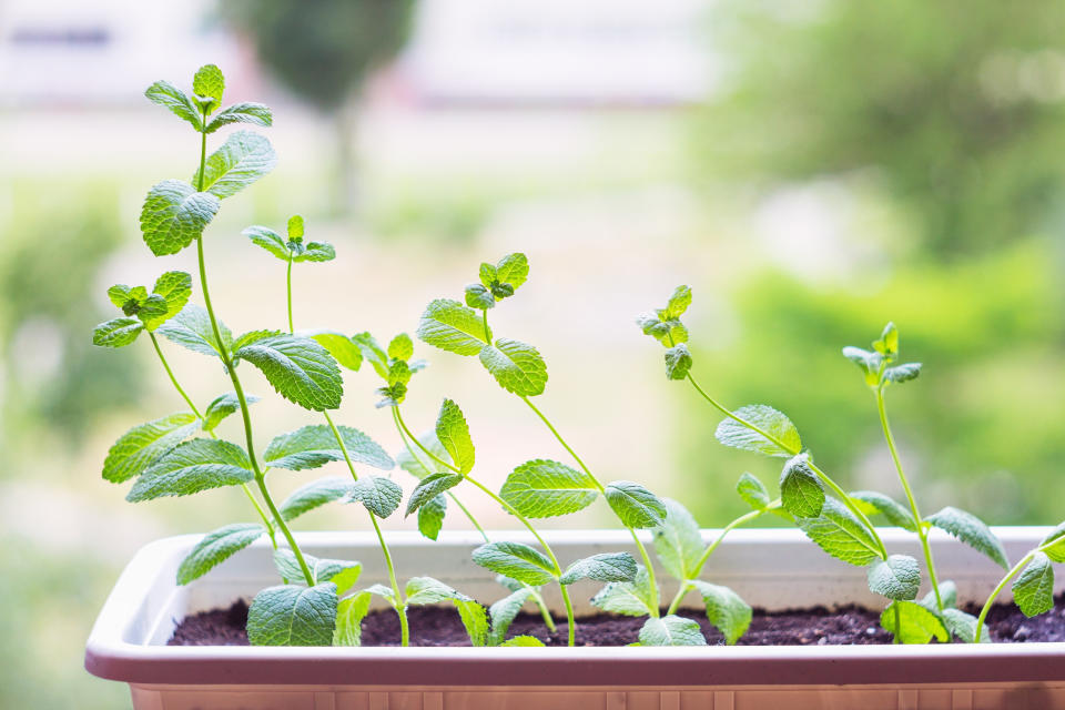 Fresh mint growing