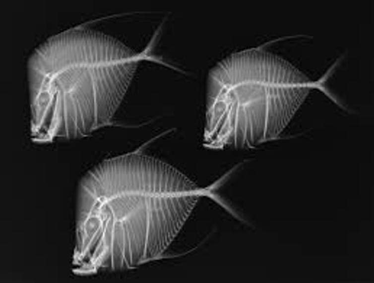 <span class="caption">The vertebrate skeleton is unique.</span> <span class="attribution"><span class="source">Smithsonian Institution</span></span>