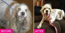 <p>Eliza was found in Austin when she was four years old with matted fur so severe that she had to be sedated when the groomers shaved it all away. Thanks to the <a href="http://www.austincockerrescue.org/" rel="nofollow noopener" target="_blank" data-ylk="slk:Cocker Spaniel Rescue of Austin/San Antonio;elm:context_link;itc:0;sec:content-canvas" class="link ">Cocker Spaniel Rescue of Austin/San Antonio</a>, nearly three pounds of debris and fur was removed from her ears but infections caused by all the debris left her deaf. Eliza was adopted by an Austin-based attorney who has been taking her on long walks and training her with sign language.</p>