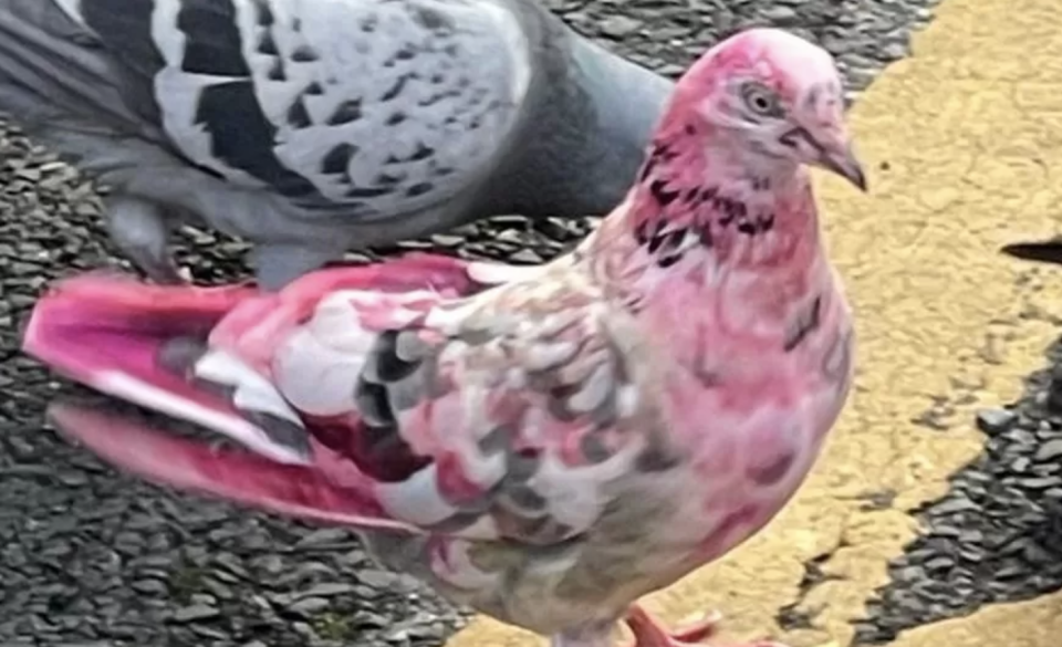 Der auffällig gefärbte Vogel verwundert die Besucher und Anwohner in Bury. (Bild: Greater Manchester Police)
