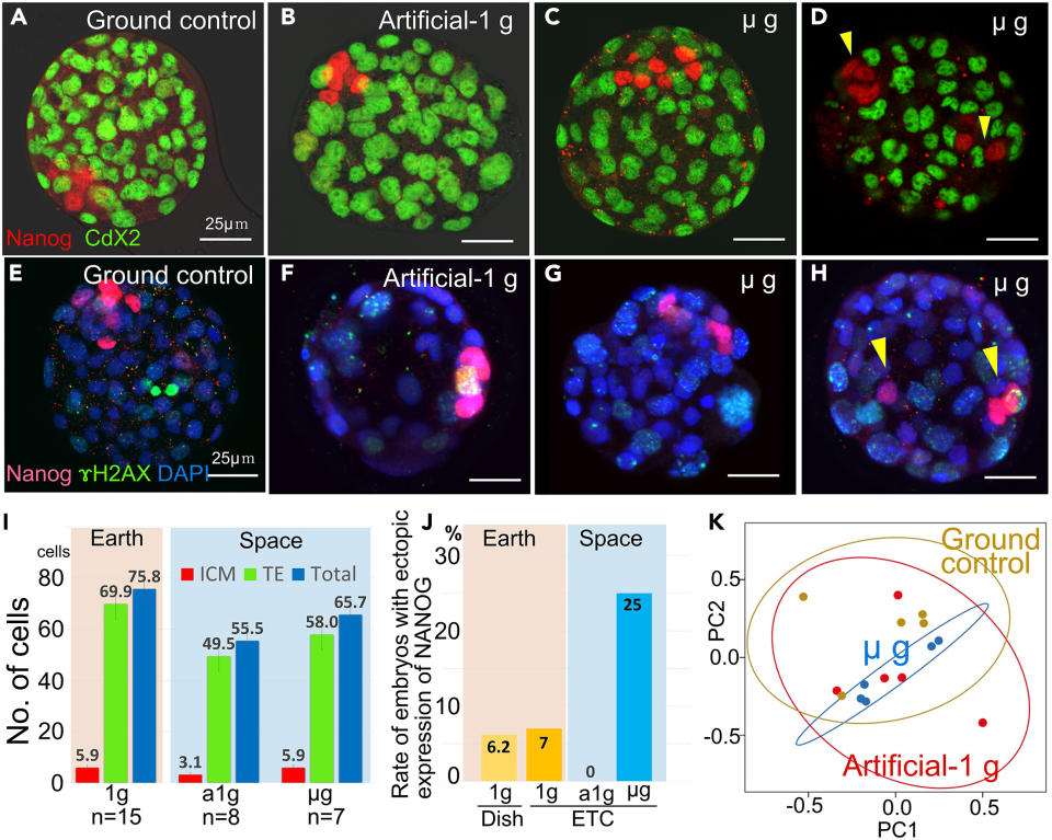 microscopic images of cell clusters growing