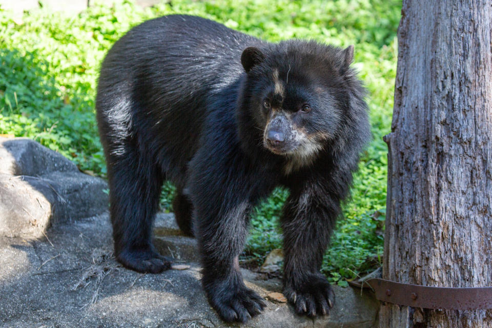 Brienne, an Andean bear, is seen outside of her den. / Credit: Roshan Patel