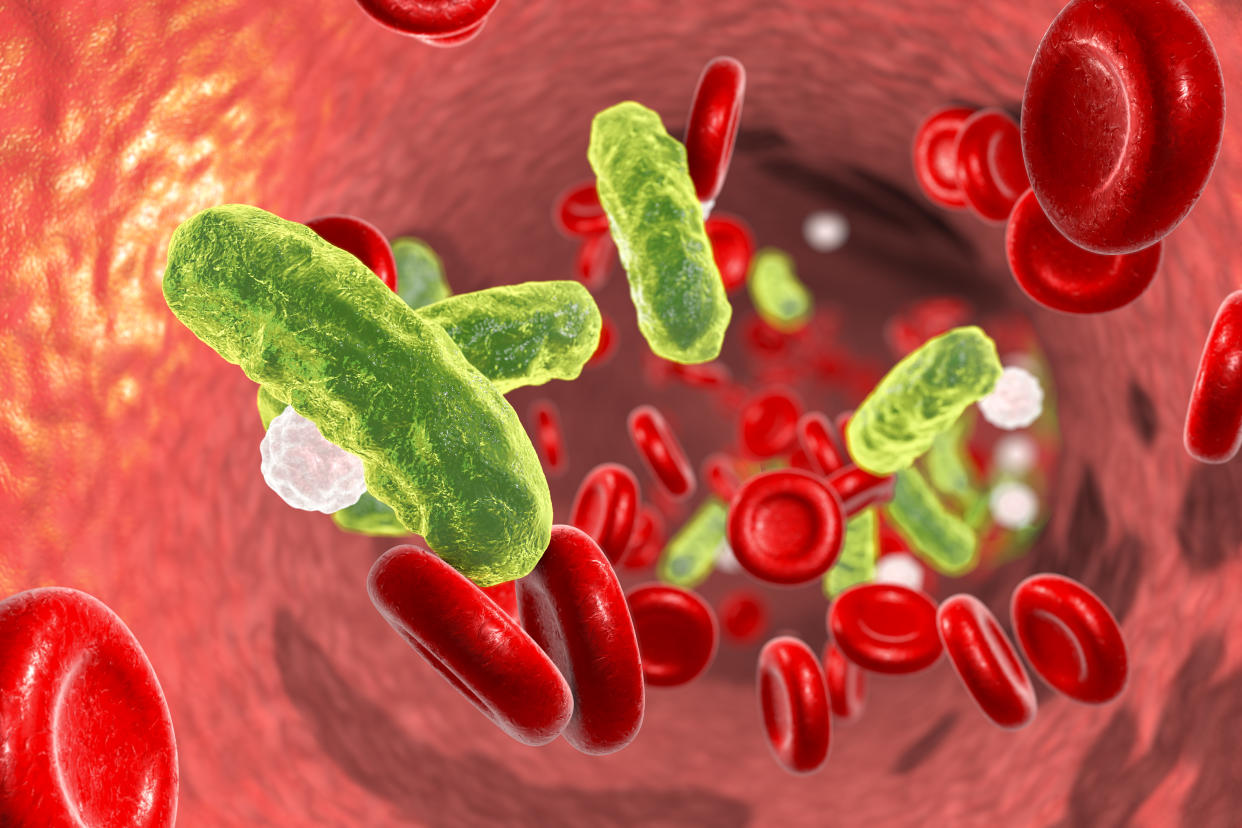 Bacterial blood infection, computer illustration.