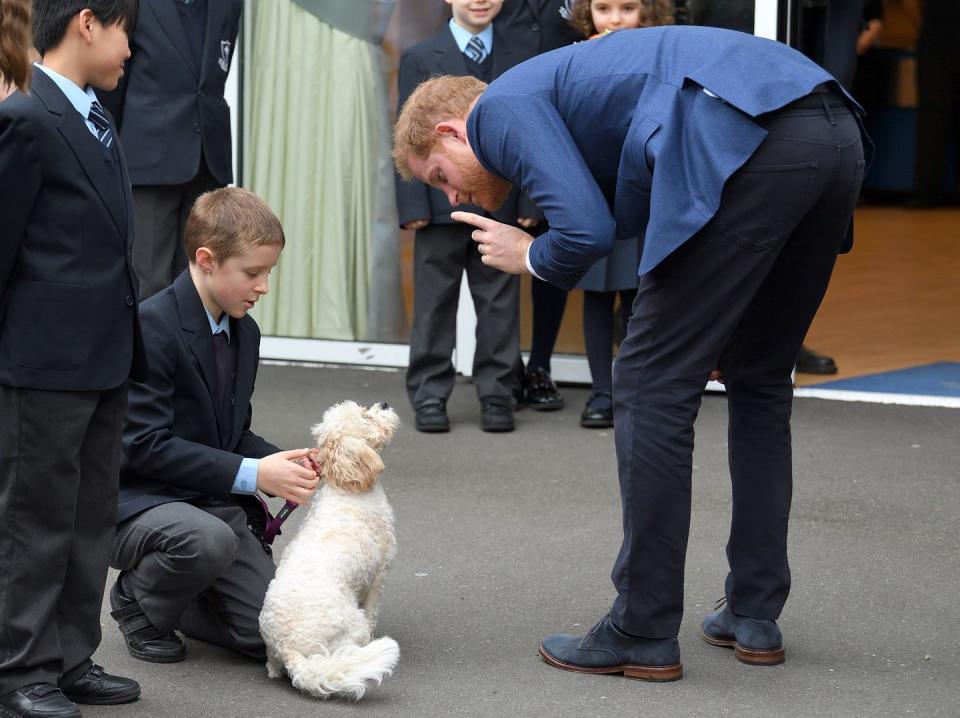 <p>Harry chats with a puppy during a visit to St. Vincent’s Catholic Primary School in Acton, England. </p>