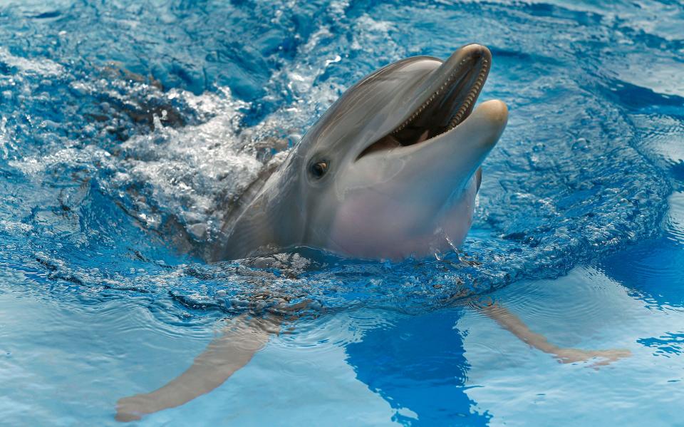 u0022Dolphin Taleu0022 starred the bottlenose dolphin Winter, pictured here, who could be found at Clearwater Marine Aquarium until her death in 2021.