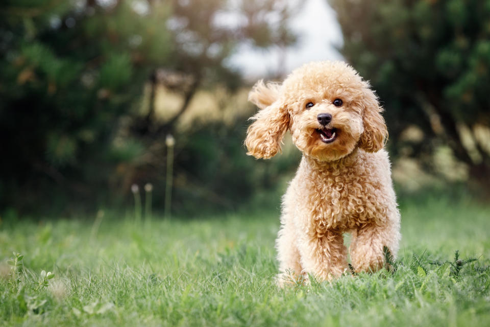 Caniche (Getty Images/iStockphoto)