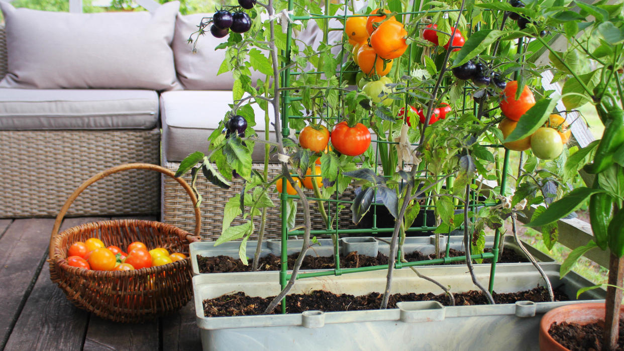  Tomato plant on balcony 