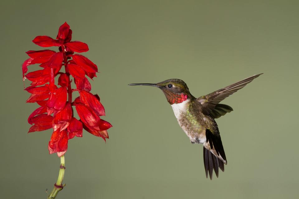 Red, nectar-rich flowers attract hummingbirds.