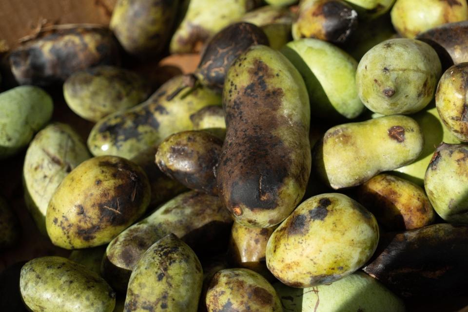 Fresh pawpaws are seen at the Ohio Pawpaw Festival in Albany, Ohio, in 2018.