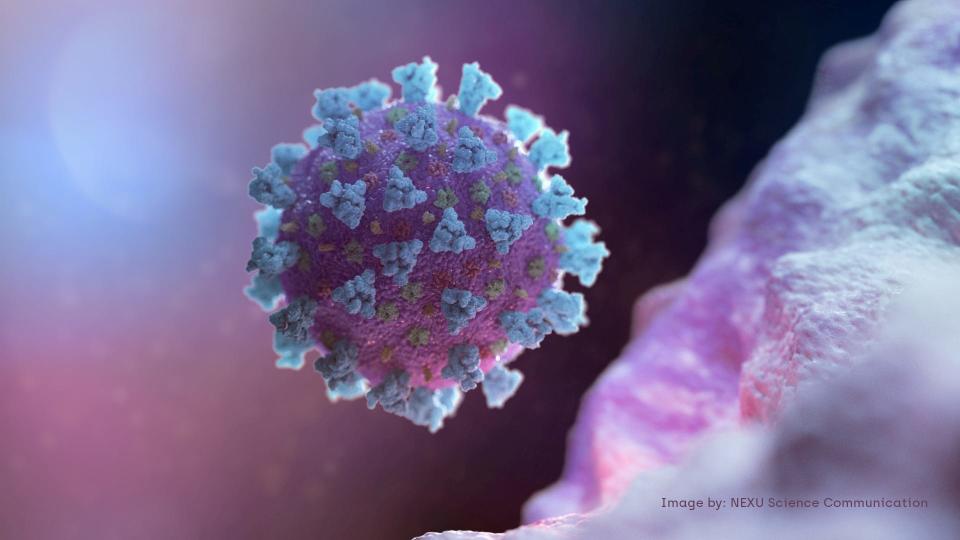 A computer image created by Nexu Science Communication together with Trinity College in Dublin, shows a model structurally representative of a betacoronavirus which is the type of virus linked to COVID-19, better known as the coronavirus linked to the Wuhan outbreak, shared with Reuters on February 18, 2020. NEXU Science Communication/via REUTERS/Files