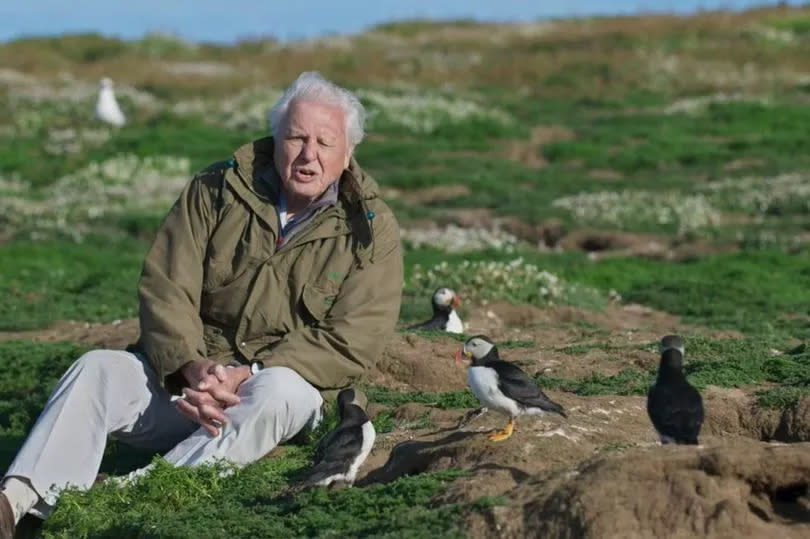 David Attenborough with the puffins -Credit:BBC