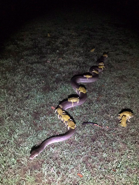 Ten snakes can be seen riding the large python. Source: Twitter/ Andrew Mock