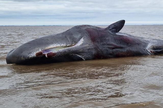 Sixth Sperm Whale Dies on British Beach