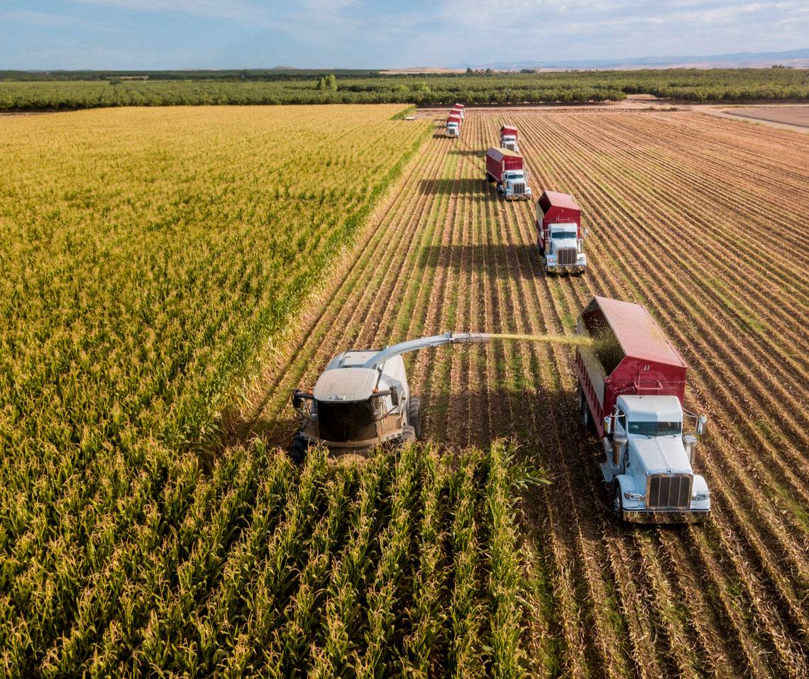 Harvesting Corn Silage for Hillcrest Dairy in Planada Today by Doug Torres.