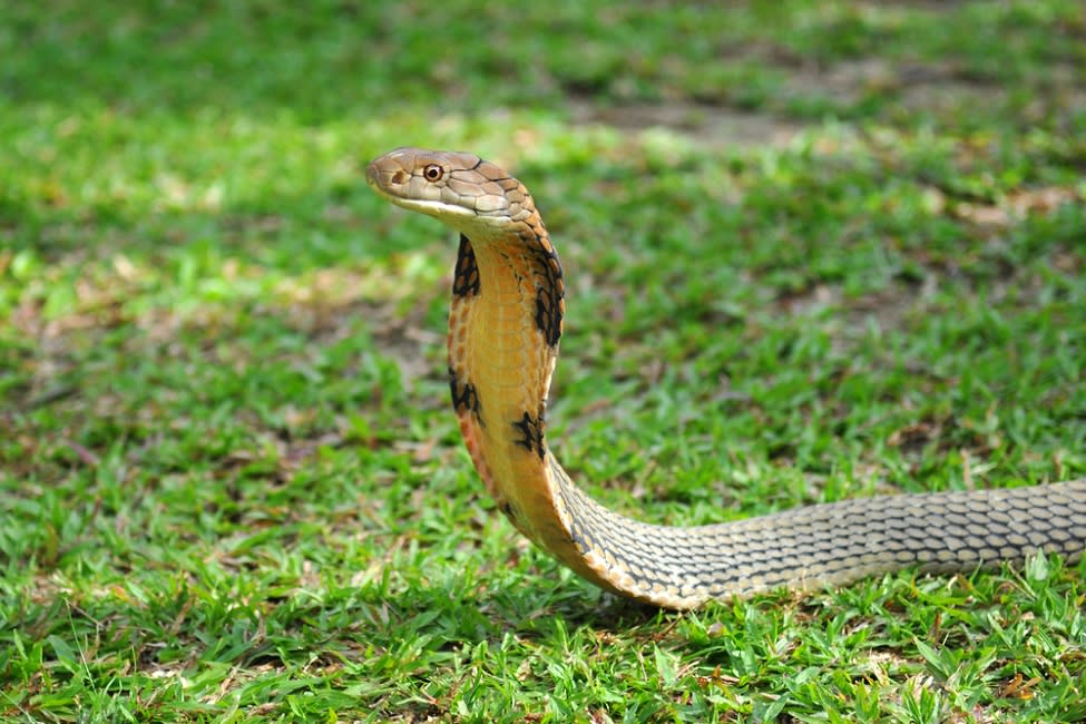 This king cobra drinking from a water bottle like it’s NBD is going viral