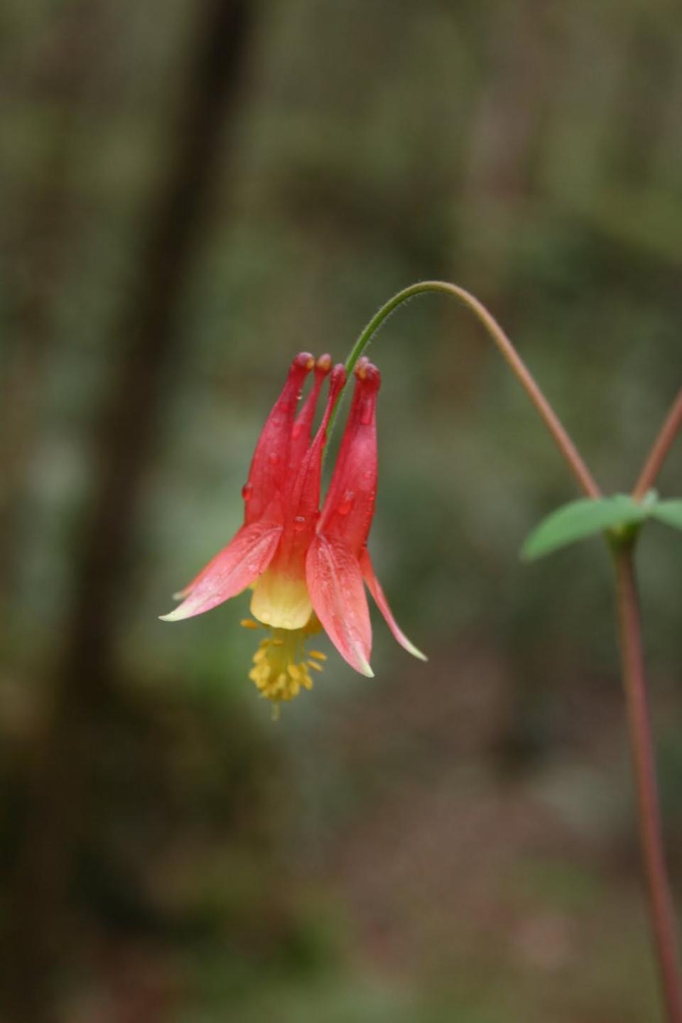 Columbine, with its nectar-filled red spurs, blooms just at the time that hummingbirds are returning from their winter sojourns in Central America and Mexico.