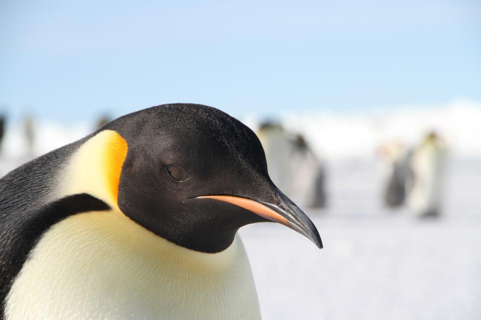 An emperor penguin (Suzanne Pelisson/Woods Hole Oceanographic Institution)
