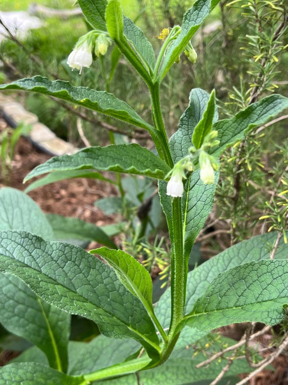 Comfrey, a resilient perennial with lush foliage and charming bellflowers, is a magnet for pollinators, making it a delightful addition to any garden.