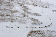 <b>Frozen Planet, BBC One, Wed, 9pm</b><br><b> Episode 1</b><br><br>A massive pack of 25 timberwolves hunting bison on the Arctic circle in northern Canada. In mid-winter in Wood Buffalo National Park temperatures hover around -40C degrees. The wolf pack, led by the alpha female, travel single-file through the deep snow to save energy. The size of the pack is a sign of how rich their prey base is during winter when the bison are more restricted by poor feeding and deep snow. The wolf packs in this National Park arethe only wolves in the world that specialise in hunting bison – ten times their size. They have grown to be the largest and most powerful wolves on earth.