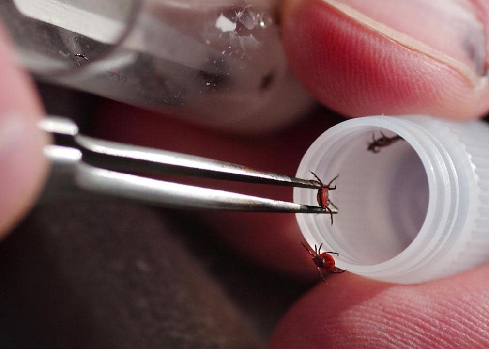 researchers drop ticks into vials for a count of female (transmits lyme disease) in Oregon