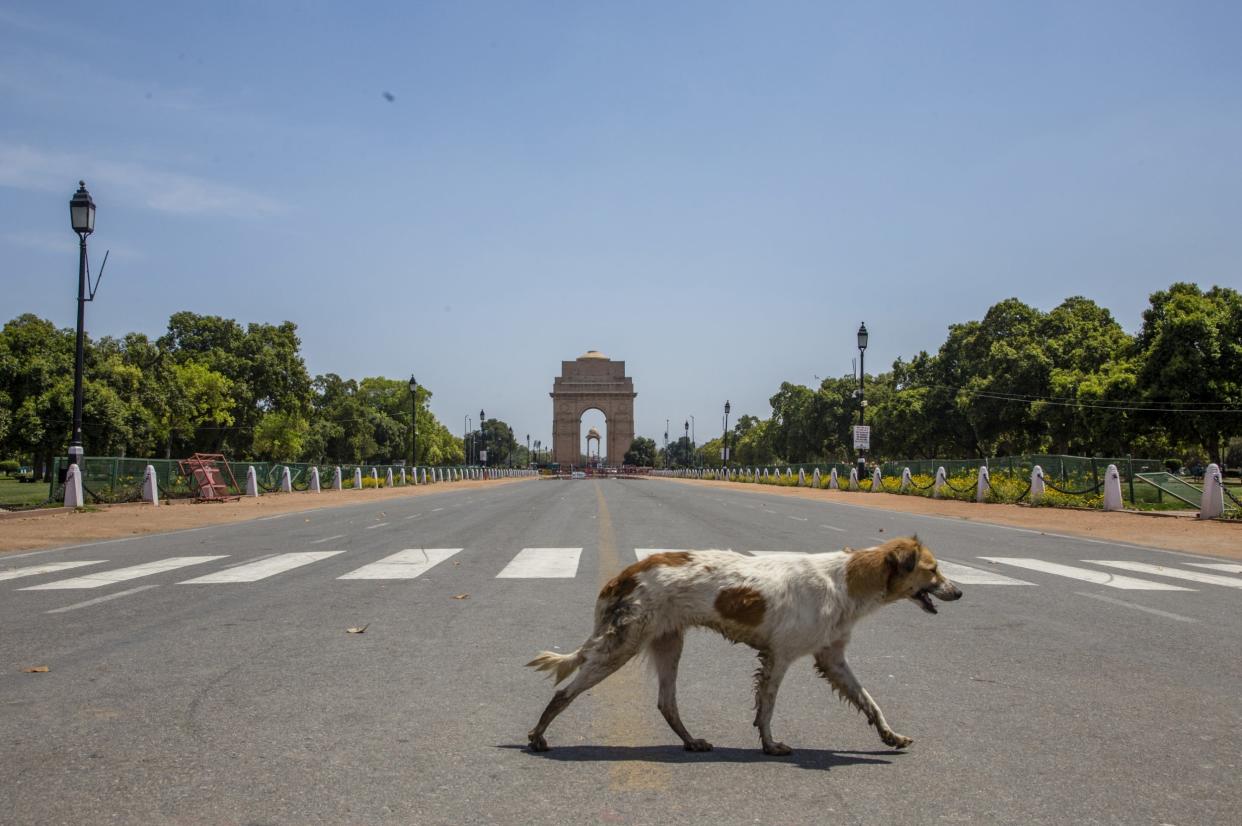 Representational: At least 300 stray dogs were allegedly poisoned, killed and their carcasses dumped near a lake in southern India (Getty)