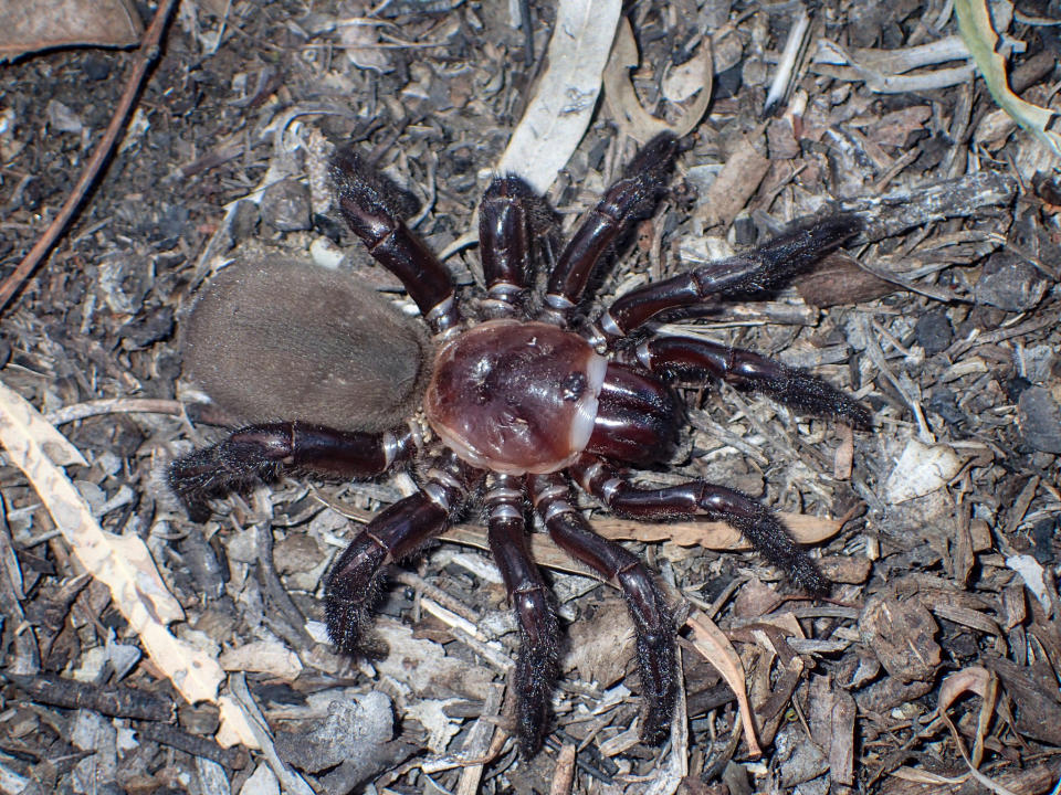 The Female Euoplos dignitas. (Queensland Museum)