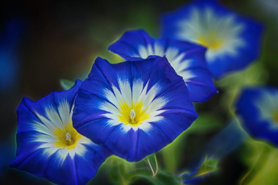 close up of morning glories flowers