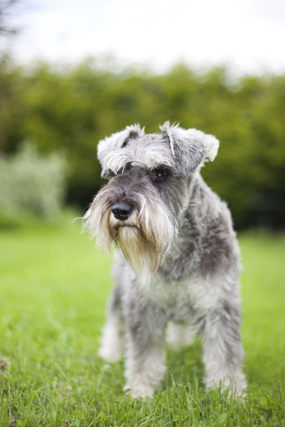 Miniature Schnauzer