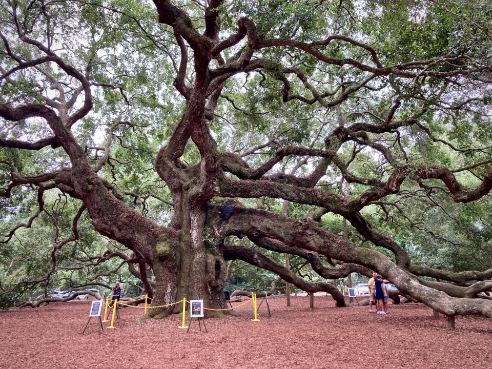 The Angel Oak in a rare moment in which it is not surrounded by visitors