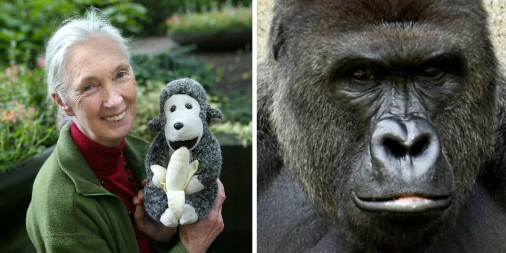 The world’s most famous primate expert comments on Harambe’s death