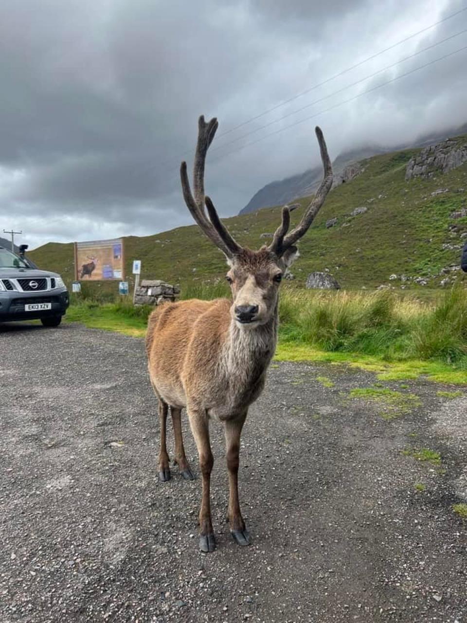 Callum the stag was commonly spotted in the Beinn Eighe car park in Torridon (Andrew Grant McKenzie / SWNS)