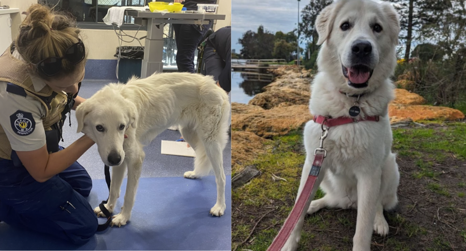 A Western Australia man has been ordered to pay upward of $7000 after two dogs in his possession were found seriously underweight. Source: RSPCA. 