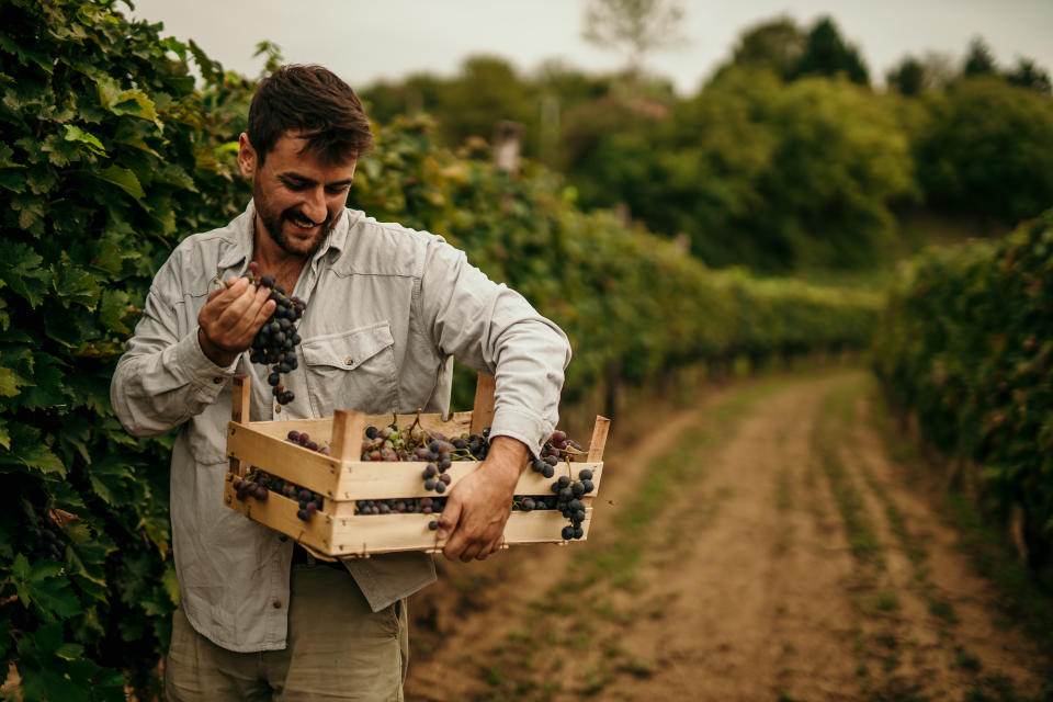 El dilema de los productores de vino a elegir entre cosechar temprano, sin que los taninos y las antocianinas estén totalmente desarrollados, o cosechar más tarde, cuando las uvas están cargadas de esos compuestos/Getty Images.