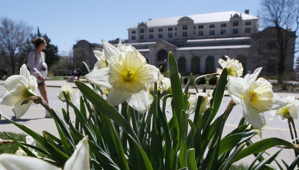 Iowa State University students stroll past full-bloom daffodils outside of the Memorial Union Thursday, April 13 in Ames.