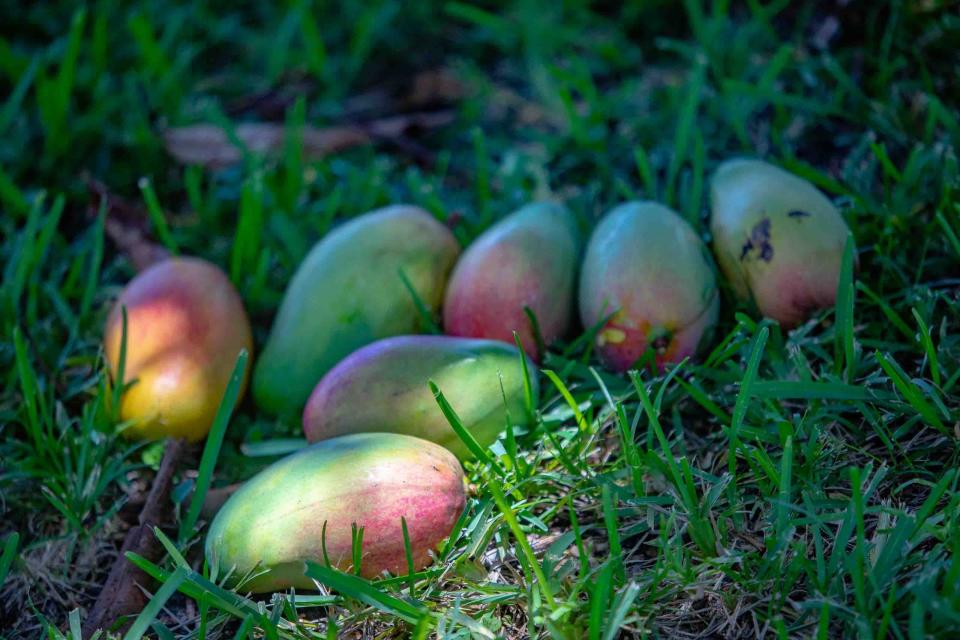 Freshly picked ripe mangoes lay in the grass behind a home in Western Lake Worth on June 27.
