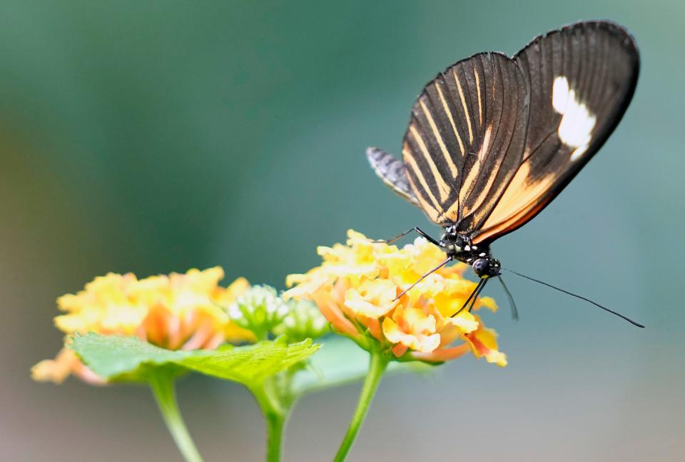 "Blooms & Butterflies" opens Saturday at Franklin Park Conservatory and Botanical Gardens.