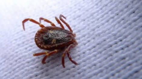 Five Things Every Pregnant Women Should Know About Lyme Disease