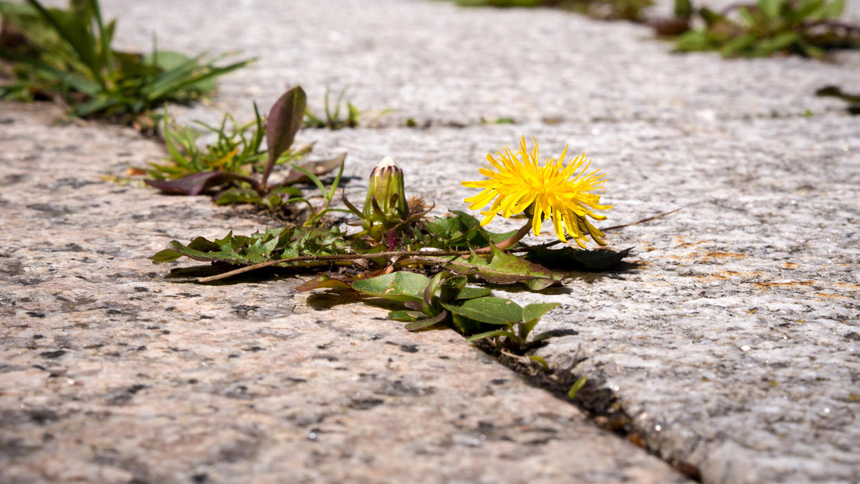  A dandelion growing in the cracks of a patio 