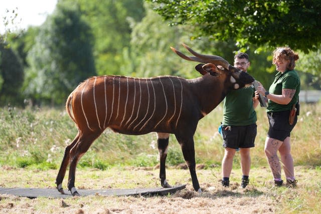 A bongo named Pembe is weighed by keepers 