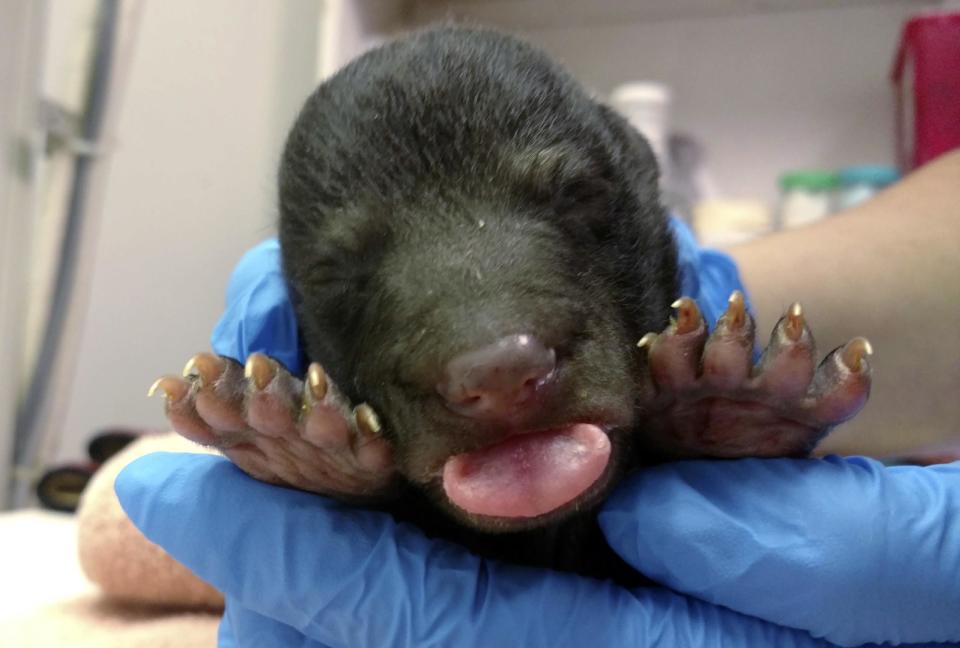 In this image taken Monday Jan. 23, 2017, and provided by The Wildlife Center of Virginia, a bear cub that was rescued by two hunters in Lunenburg County, Va., is examined at the center in Waynesboro, Va. Two cubs were left alone in a den where one died and the other was brought to the center when the mother did not return. (The Wildlife Center of Virginia via AP)