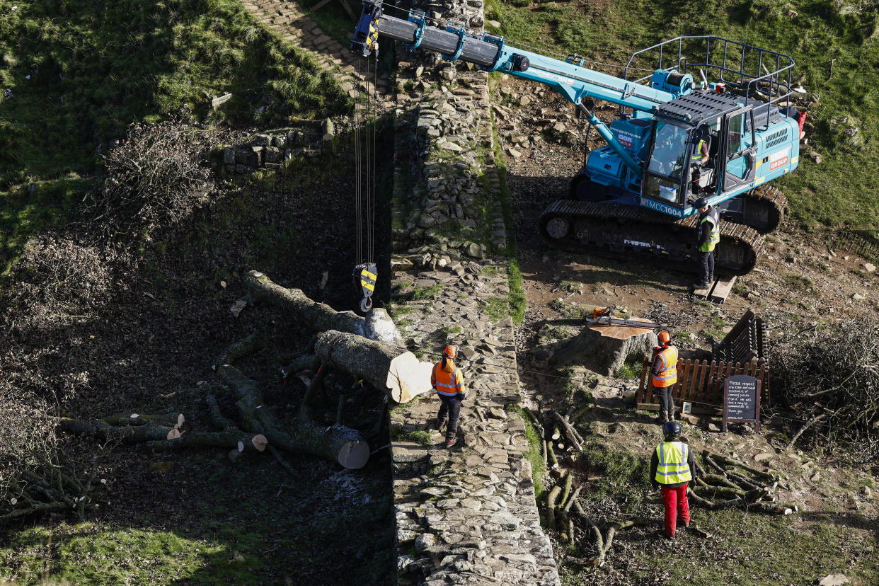 HEXHAM, ENGLAND - OCTOBER 12: Workers remove the tree felled at Sycamore Gap on October 12, 2023 in Hexham, England. The trunk of the tree at Sycamore Gap that was felled in an act of vandalism is being cut up and removed by the National Trust today. Northumbria Police have arrested a boy aged 16 and a man in his 60s. Both have been bailed pending further investigation. (Photo by Jeff J Mitchell/Getty Images)