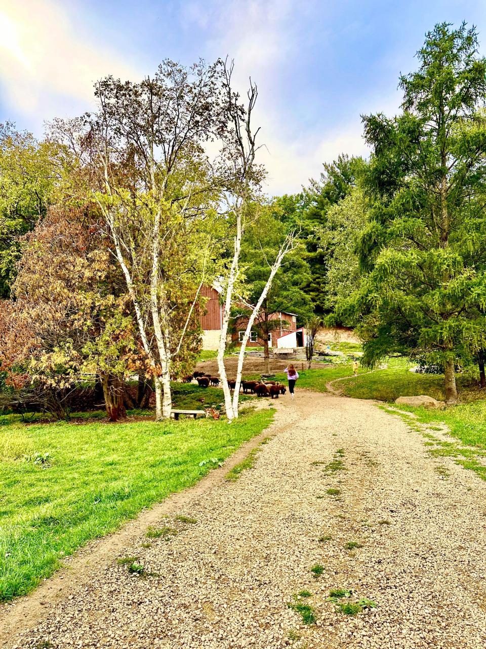 Etienne White's sheep farm which hosts the Cheese Wedge Cabin Airbnb on its property.