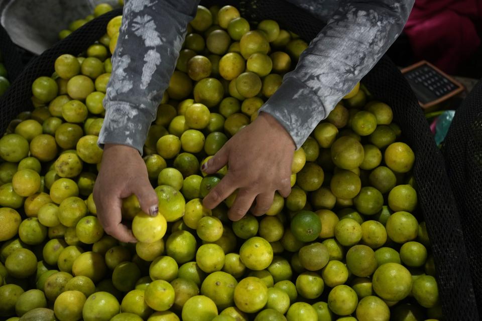 Un vendedor de limones los clasifica según su tamaño y madurez en un mercado de productos agrícolas en las afueras de Lima, Perú, el miércoles 6 de septiembre de 2023. Los precios de los limones han aumentado un 70% en los últimos tres meses, según el Instituto Nacional de Estadísticas de Perú ( INEI) en su último informe mensual del 1 de septiembre. (Foto AP/Martín Mejía)