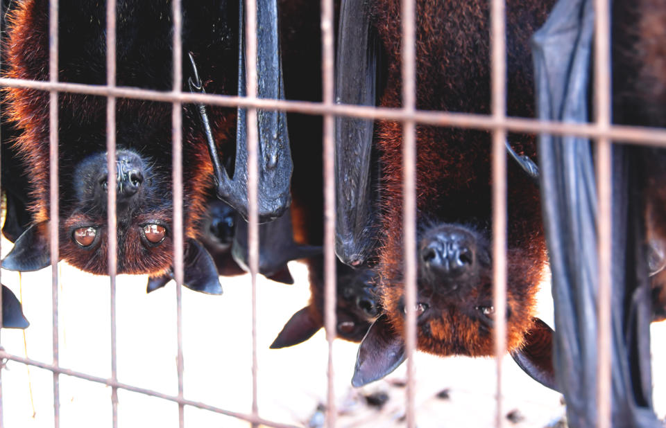 Los mercados asiáticos son escenarios perfectos para el intercambio de virus entre las diferentes especies de animales (Foto:Getty)