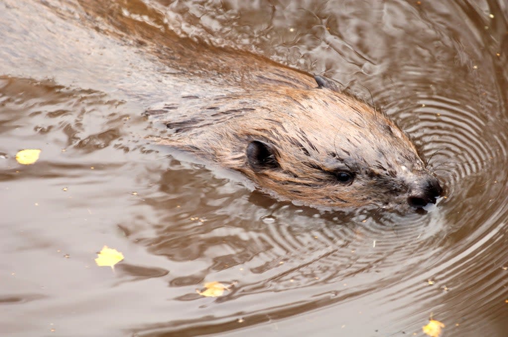 Captive European Beaver (Castor fiber) Highland Wildlife Park, East Highland Area (Lorne Gill-NatureScot/PA)