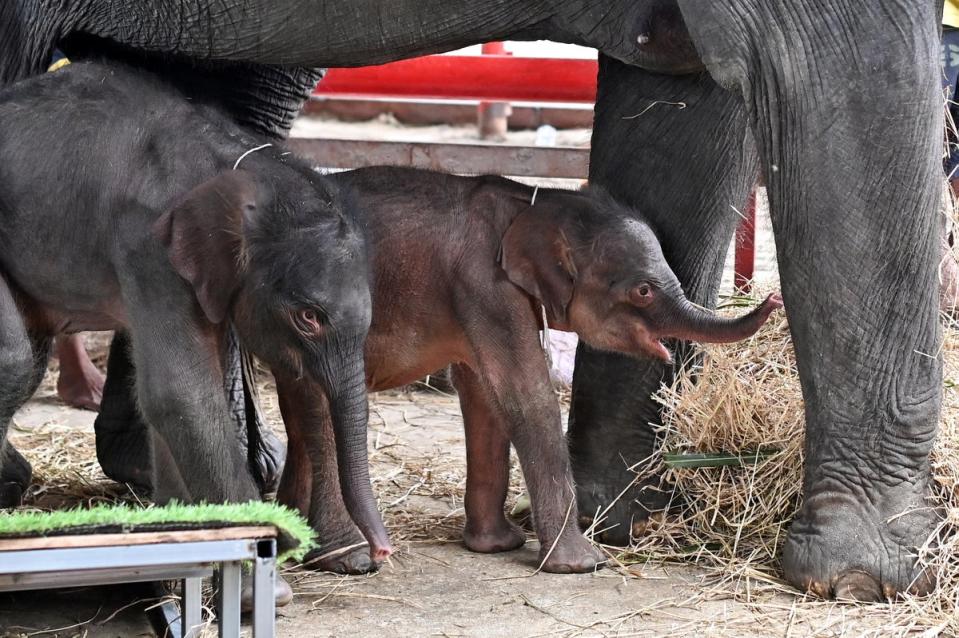 The babies will be named this week (AFP via Getty Images)